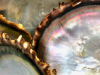 Colours of Fiji - Mother of Pearl
